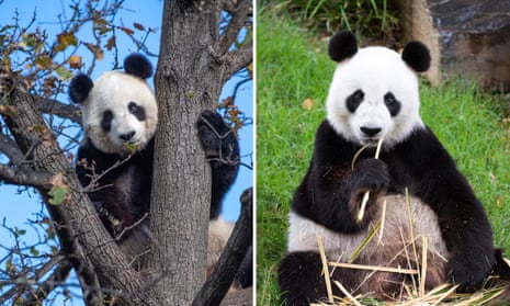 Panda diplomacy: meet the giant (and expensive) diplomats on loan to Australia from China - video