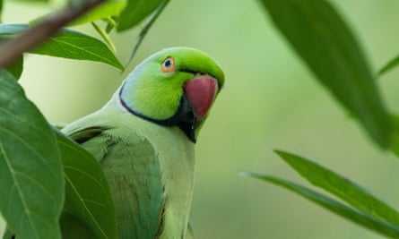 A closeup view of a parakeet.