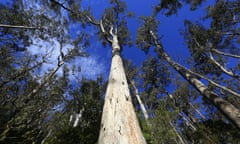 Evercreech Forest world’s tallest white gums in Tasmania<br>epa06409899 A towering white gum tree reaches into the sky, at Evercreech Forest Reserve, in northern Tasmania, Australia, 28 December 2017 (issued 30 December 2017). The forest is home to the ‘White Knights’, believed to be the world’s tallest white gums, measuring over 90 meters high and estimated more than 300 years old. The reserve was created in 1977 to protect the trees, after attempts to log the wood. EPA/BARBARA WALTON ATTENTION: This Image is part of a PHOTO SET