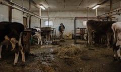 A farmer sweeps up hay in a muddy barn with cows