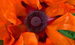 a scarlet poppy