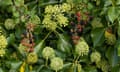 Blackberries and ivy flowers in an autumn hedgerow.