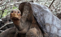 FILES - Picture taken 24 June 2006 shows<br>Isla Santa Cruz, ECUADOR: FILES - Picture taken 24 June 2006 shows “Solitario George” (Lonely George), the last giant alive tortoise of this species, native from the Pinta Island, at the Galapagos National Parc in the Santa Cruz Island. AFP PHOTO / RODRIGO BUENDIA (Photo credit should read RODRIGO BUENDIA/AFP/Getty Images)