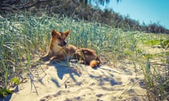Dingo reclining on sand