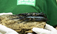 The Lord Howe Island stick insects at Bristol zoo.