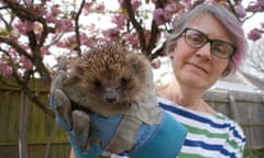 Highway star … Kitty Johnson and hedgehog in her garden haven.