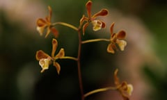 The orchid Encyclia candollei, native to Central America, at the Chelsea flower show this week