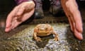 toad on the road illuminated in the dark on the tarmac between two hands about to scoop it up