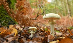 White toadstools growing on the woodland floor.