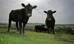 Pedigree Aberdeen Angus are seen on Pyegreave Farm, Langley, Cheshire, in 2006