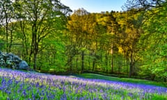 Slope of bluebells with woods beyond