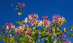 Honeysuckle flowering against blue sky