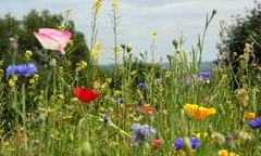 Wildflowers in Sheffield.