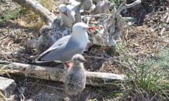 Red-billed seagulls settle into their new home on Auckland waterfront.