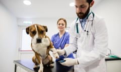 Vets treating a sick dog.