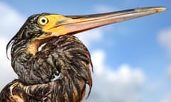 A tri-colored heron covered with oil from the Deepwater Horizon gulf oil spill