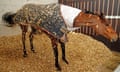 Cue Card shakes himself after a roll in his box at Colin Tizzard’s stables.