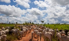 Livestock and deforestation in Amazonia<br>Lagoa do Triunfo farm of the Santa Barbara Group fattens livestock in an area embargoed by IBAMA (Brazilian Institute of Environment and Natural Renewable Resources) in Terra do Meio, in the municipality of Sao Felix do Xingu, in the state of Para. in the photo cowherds carry cattle from other farms in the Terra do Meio.