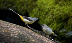 Grey wagtails on tree trunk