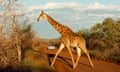 Southern giraffe crossing a dirt road, Madikwe Game Reserve, South Africa<br>DD23GH Southern giraffe crossing a dirt road, (Giraffa camelopardalis giraffa), Madikwe Game Reserve, South Africa