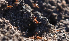 fire ants