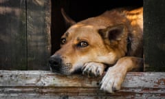 Sad view of a lonely red dog sleeping