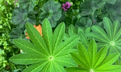 Lupins at the fore, geraniums and lobelia behind.