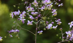 Thalictrum elin, meadow rue, closeup