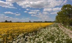 Oilseed rape in flower in Norfolk.