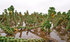 A flooded field of brussels sprouts