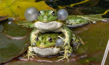 Green frog with inflated vocal sacs mate in a pond in Rosny Sous Bois near Paris, France.