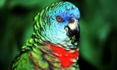 A St Lucia parrot