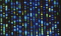 The output from a DNA sequencer, which looks like lots of various coloured blocks in rows