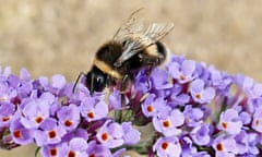 Seasonal weather, Dunsden, Oxfordshire, UK - 15 Aug 2022<br>Mandatory Credit: Photo by Geoffrey Swaine/REX/Shutterstock (13094464ao) A bee collects pollen from the buddleia flowers. Seasonal weather, Dunsden, Oxfordshire, UK - 15 Aug 2022