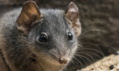A silver-headed antechinus in Kroombit Tops National Park in central Queensland
