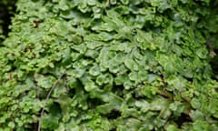 Lush green background of liverwort plant cover