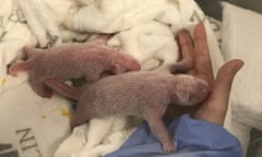 Two newborn pandas at Berlin zoo