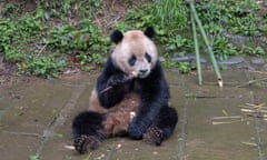 In this photo released by Xinhua News Agencym, giant panda Yun Chuan eats at the Bifengxia Panda Base of the China Conservation and Research Center for the Giant Panda in Yanan, southwest China's Sichuan Province on April 18, 2024. A pair of giant pandas, Yun Chuan and Xin Bao are on their way from China to the U.S., where they will be cared for at the San Diego Zoo as part of an ongoing conservation partnership between the two nations, officials said Wednesday, June 26, 2024. (Xue Chen/Xinhua via AP)