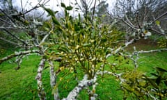 Mistletoe at Cotehele<br>Mistletoe growing on apple trees at Cotehele in Cornwall, which is one of the few National Trust locations in the South West where the festive plant is thriving. PRESS ASSOCIATION Photo. Picture date: Wednesday December 4, 2013. Photo credit should read: Ben Birchall/PA Wire