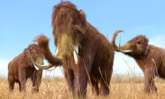 Woolly Mammoths