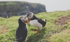 A pair of puffins<br>Puffins have recently returned to Skomer Island
