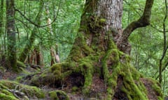 Tarkine rainforest