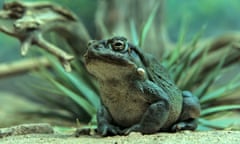 Sonoran Desert Toad<br>Incilius alvarius