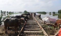 Cattle tied to a raised railway line surrounded by flood water