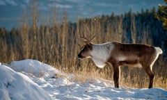 Caribou