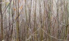 Frosty sweet chestnut (Castanea sativa) saplings in an English chestnut coppice, East Sussex, UK.