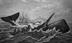 Sperm whale being hunted by whalers, historical woodcut, circa 1870 (photo by: bildagentur-online/uig via getty images)