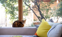 A cat sits on a lounge in front of a window