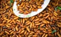 Fried silk worms pupas in Thailand. Silk worms are among the species on Singapore’s list of insects approved for human consumption. 