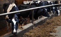 A row of cows standing in the mud